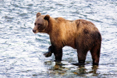 Grizzly Bear - Fish Creek, Alaska