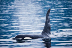 Bull Orca, British Columbia
