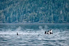 Orcas in the Johnstone Straight, British Columbia