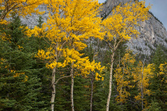 Golden Aspen trees in Banff National Park, Alberta, Canada on an overcast autumn day