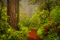 Redwoods and rhododendrons along the Damnation Creek Trail in Del Norte Coast Redwoods State Park, California, USA