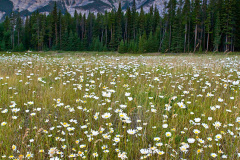 Cascade Mountain and wild Flowers in Banff National Park, Canada