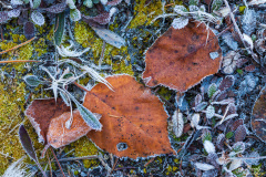 Autumn litter on the forest floor with early morning frost.