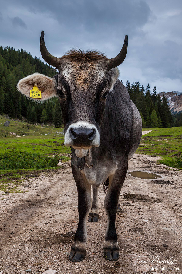 Mucca ~ Parco Naturale delle Dolomiti d’Ampezzo