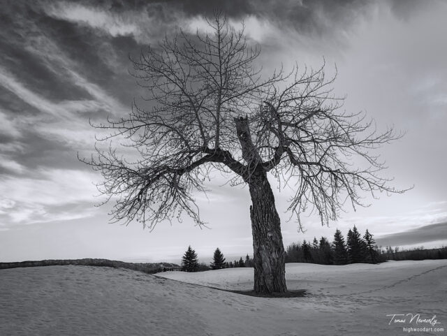 An old tree on a cold winter day in Calgary