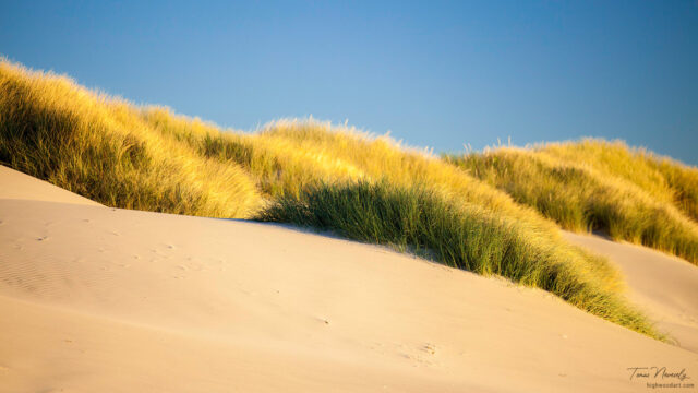 Sand dunes and grasses on a beach in Oregon, USA