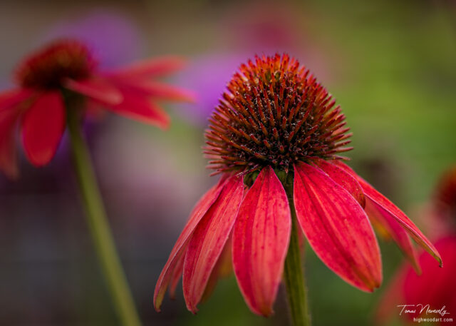 Close-up of a bright red echinacea flower in bloom with blurred background