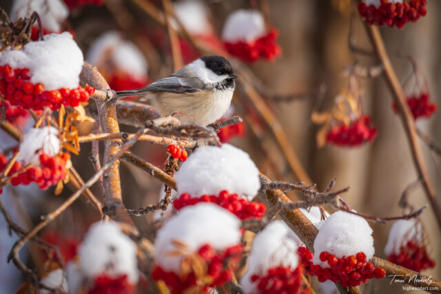 Black Capped Chickadee on a Mountain Ash tree with snow in winter