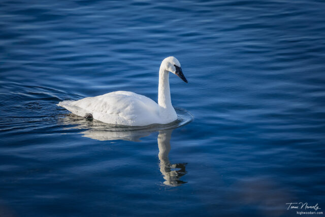 Trumpeter Swan