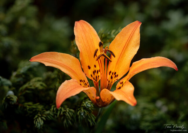 Wood-Lily-BC-1