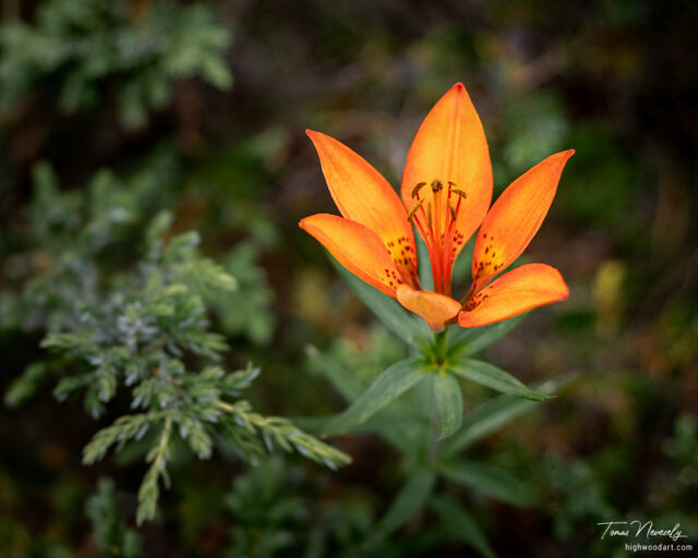 Wood-Lily-BC-2