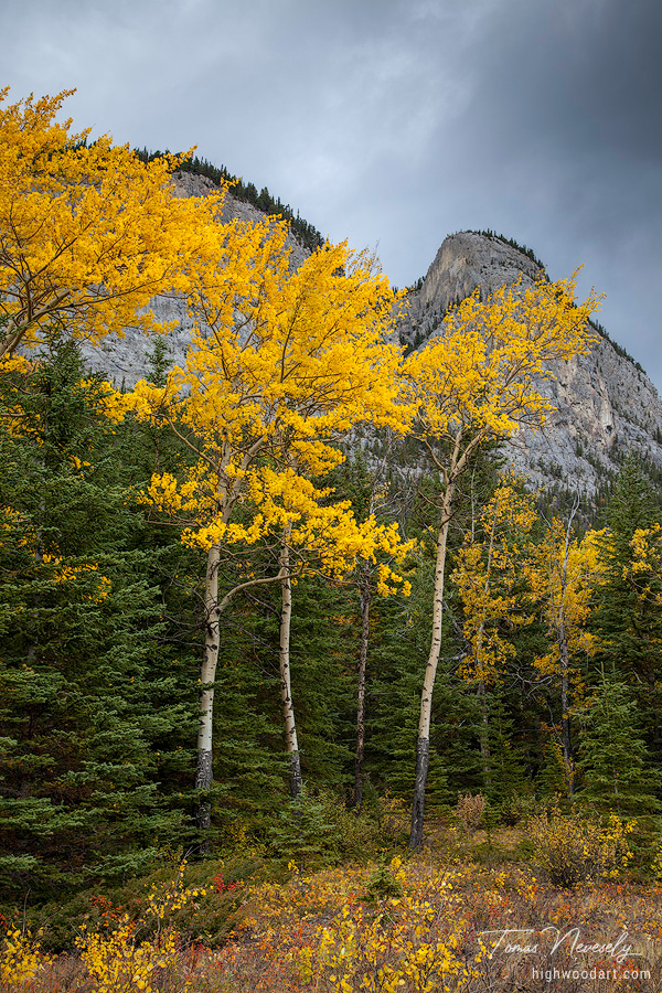 Golden Aspen trees in Banff National Park, Alberta, Canada on an overcast autumn day
