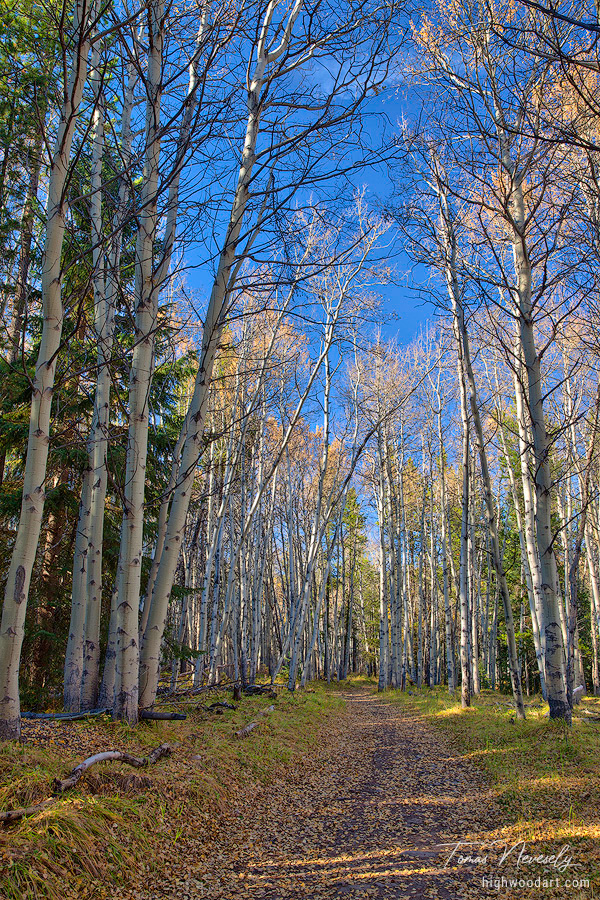 Hiking trail in the Kananaskis region of the Canadian Rockies in autumn with golden aspen trees