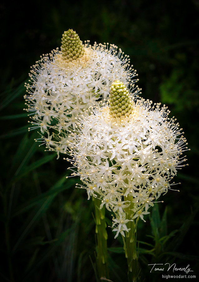 Bear grass along a trail in Glacier National Park, Montana, USA