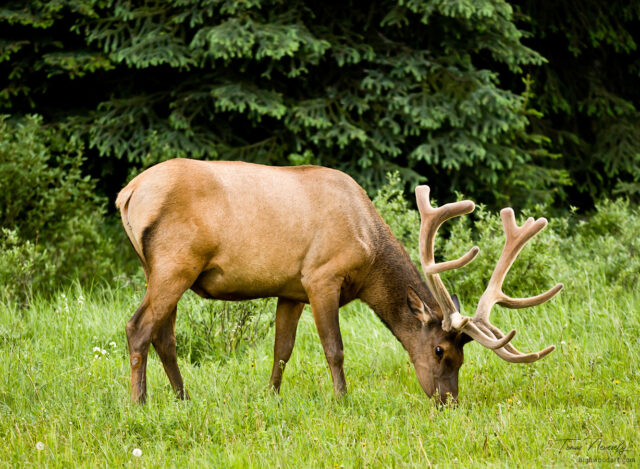 Male Elk in Banff National Park