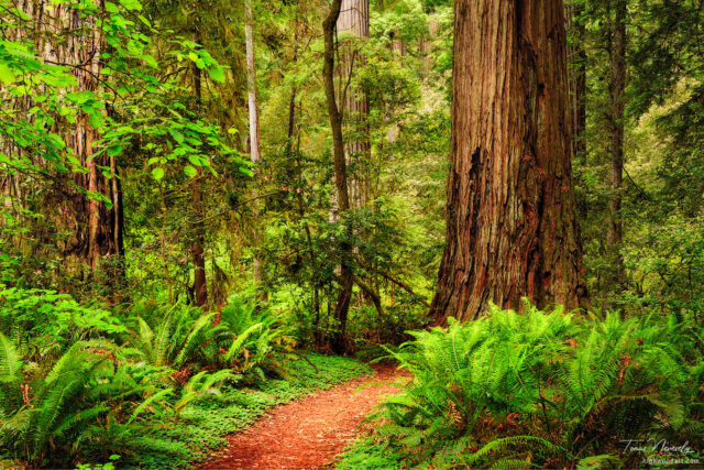 A trail through the Redwood forest in Jedediah Smith Redwood State Park, California, USA