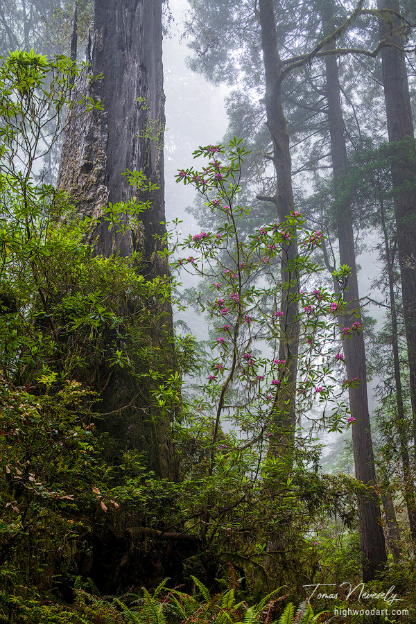 Redwoods and rhododendrons along the Damnation Creek Trail in Del Norte Coast Redwoods State Park, California, USA , California, USA