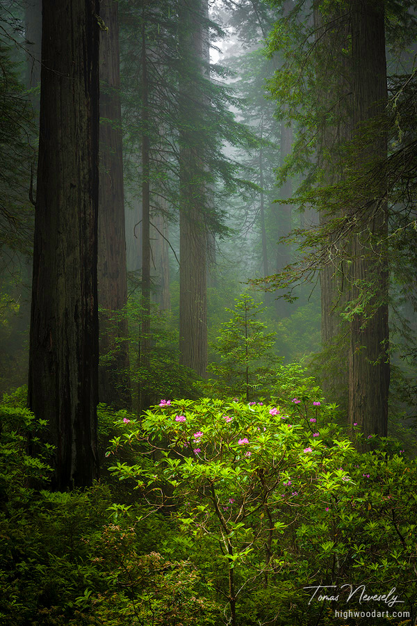 Redwoods and rhododendrons along the Damnation Creek Trail in Del Norte Coast Redwoods State Park, California, USA