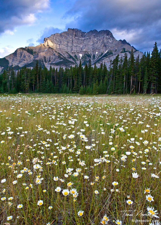 Cascade Mountain and wild Flowers in Banff National Park, Canada