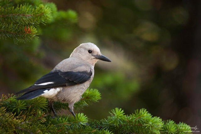 Clarks Nutcracker
