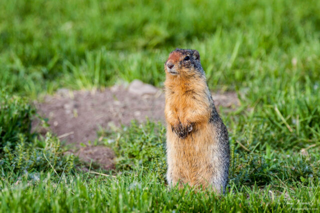 Columbian Ground Squirrel