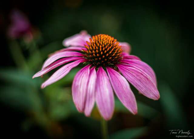 Echinacea or Cone Flower