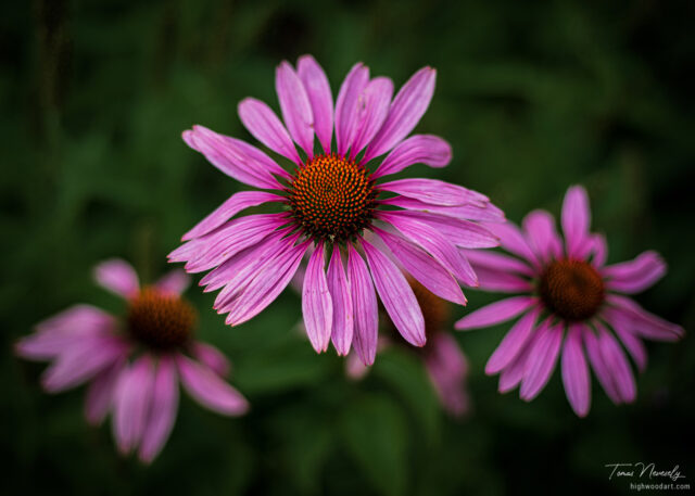 Echinacea or Cone Flower
