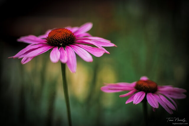 Echinacea or Cone Flower
