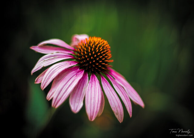 Echinacea or Cone Flower