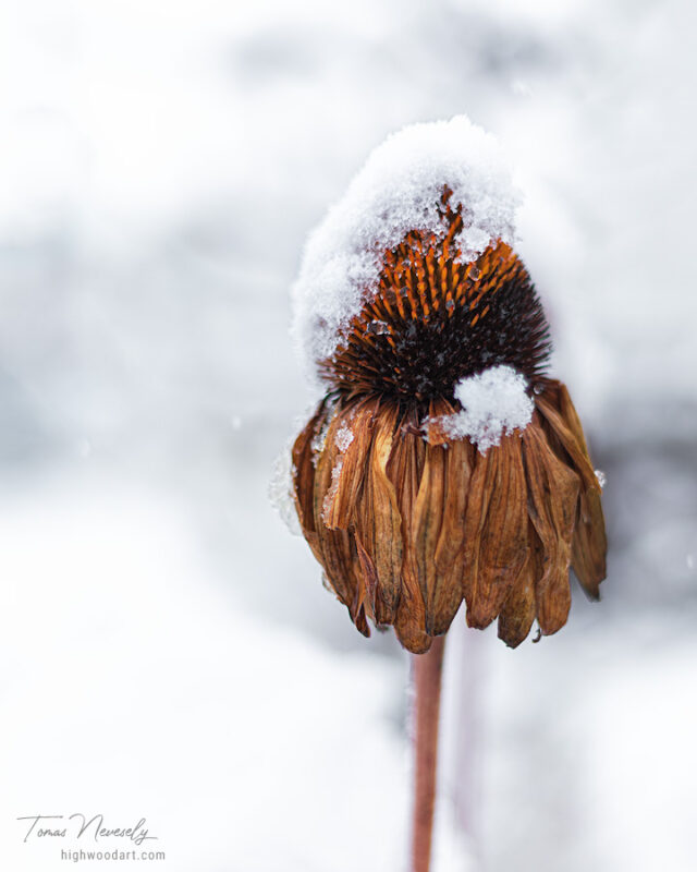 Echinacea or Cone Flower