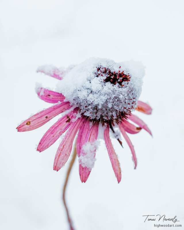Echinacea or Cone Flower