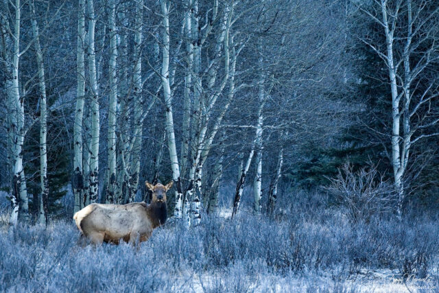 Female elk in the woods