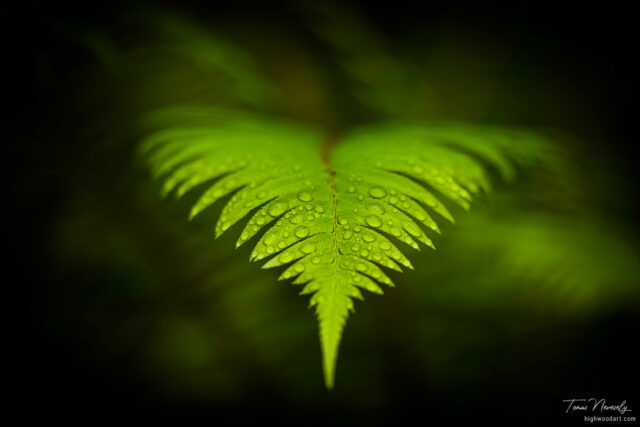 Green fern