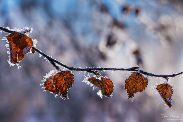 Frost covered leaves in winter