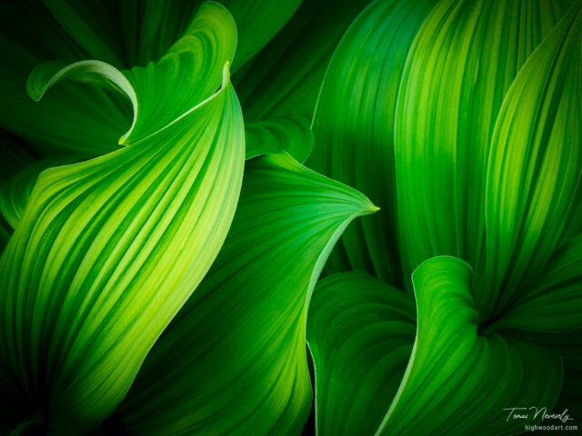 An abstract image of lush green leaves taken Glacier National Park, Montana, USA