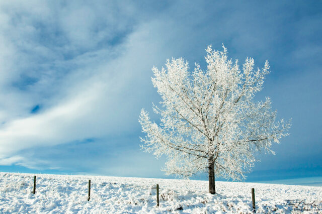 Hoarfrost covered tree in a snowy field on a cold winter day