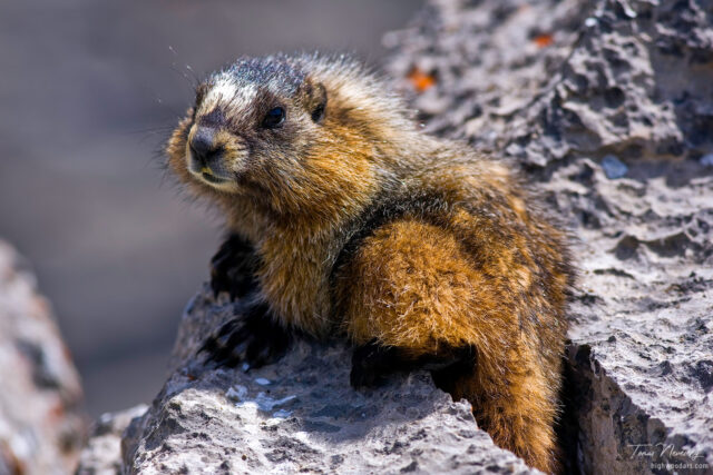 Hoary Marmot - Canadian Rockies