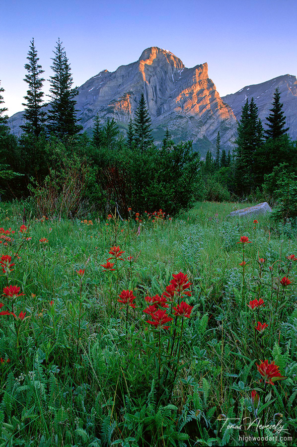 Indian Paintbrush and Mount Kidd, Kananaskis, Canada