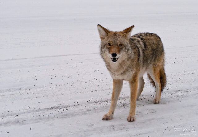 Coyote - Kananaskis, Alberta