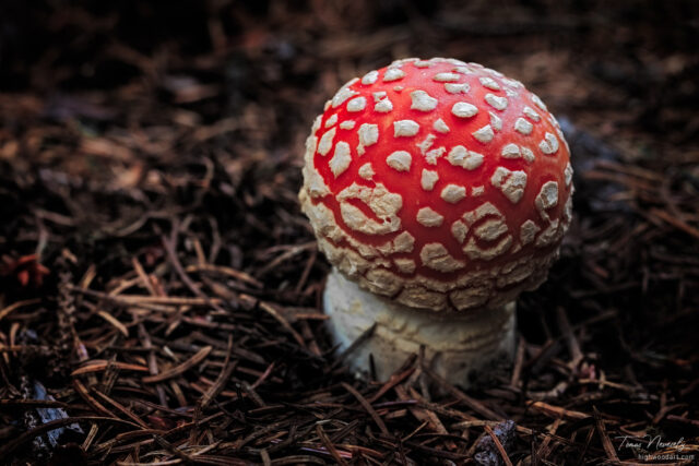Fly agaric mushroom