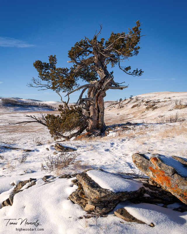 Majestic limber pine, Porcupine Hills, Alberta