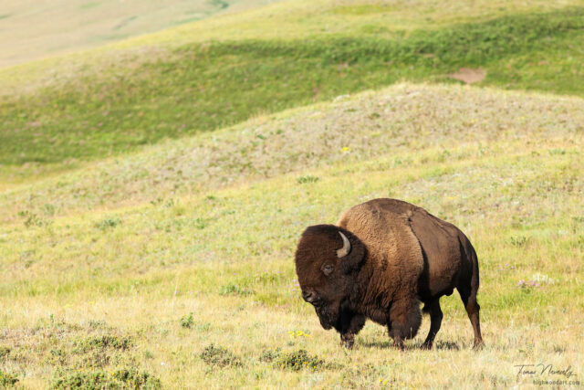 Plains Bison, Waterton Lakes NP, Alberta, Canada