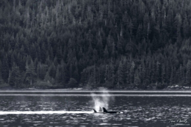 Orca Pod, British Columbia