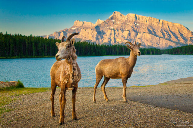 Bighorn Sheep at Two Jack Lake