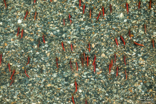 Aerial view of spawning Sockeye Salmon, British Columbia, Canada