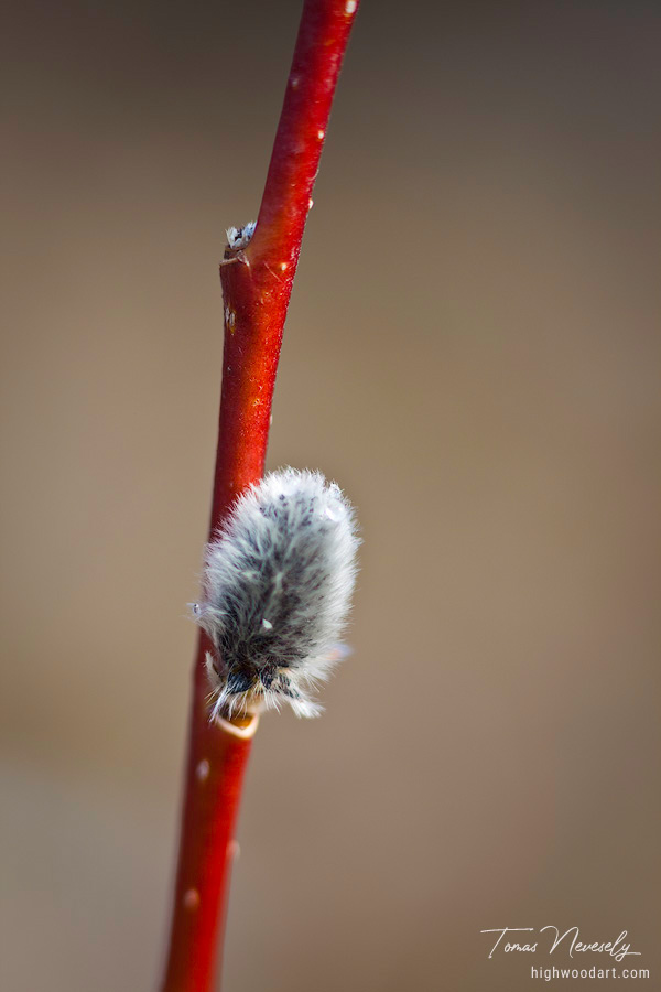 Red Willow Branch in spring