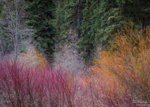 Woodland in the spring time.