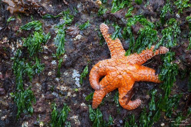 Sea stars or starfish on a rock exposed by the low tide in Oregon, USA