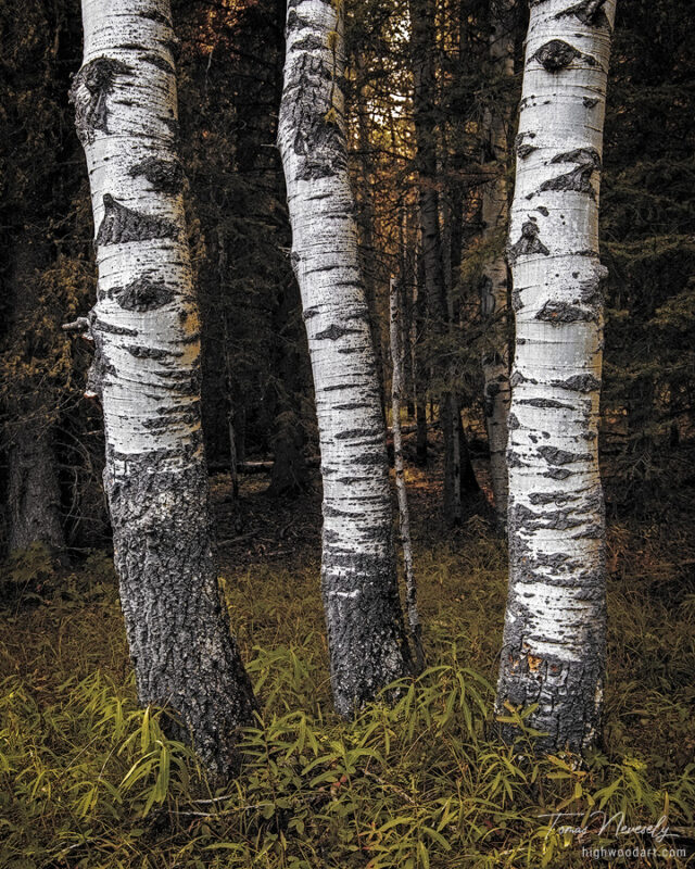 Kanakaskis, Alberta, Canada