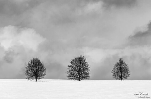 Trees in winter